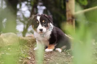 Gizmo, a male Pembroke Welsh Corgi for sale in Winesburg, OH – 2 of 6