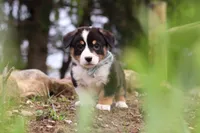 Gizmo, a male Pembroke Welsh Corgi for sale in Winesburg, OH – 4 of 6