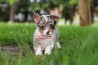 Jane, a female Pembroke Welsh Corgi for sale in Winesburg, OH – 8 of 10