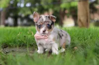 Jane, a female Pembroke Welsh Corgi for sale in Winesburg, OH – 7 of 10