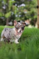 Jane, a female Pembroke Welsh Corgi for sale in Winesburg, OH – 9 of 10