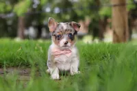 Jane, a female Pembroke Welsh Corgi for sale in Winesburg, OH – 2 of 10
