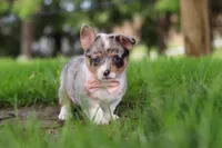 Jane, a female Pembroke Welsh Corgi for sale in Winesburg, OH – 4 of 10