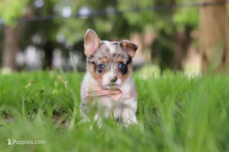 Jane – Pembroke Welsh Corgi puppy for sale in Winesburg, OH