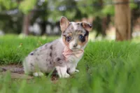 Jane, a female Pembroke Welsh Corgi for sale in Winesburg, OH – 6 of 10