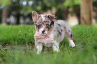 Jane, a female Pembroke Welsh Corgi for sale in Winesburg, OH – 3 of 10