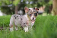 Jane, a female Pembroke Welsh Corgi for sale in Winesburg, OH – 5 of 10