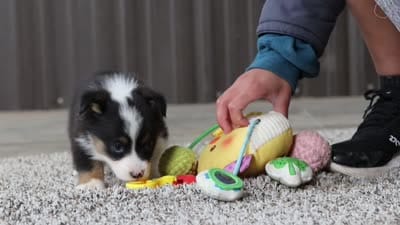 Marley, a male Pembroke Welsh Corgi for sale in Winesburg, OH – 10 of 10