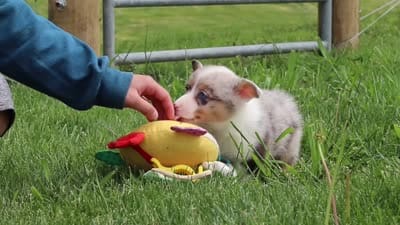 Frankie, a male Pembroke Welsh Corgi for sale in Winesburg, OH – 8 of 8