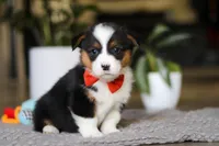 Mason, a male Pembroke Welsh Corgi for sale in Winesburg, OH – Photo 4 of 5