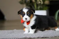 Mason, a male Pembroke Welsh Corgi for sale in Winesburg, OH – Photo 5 of 5