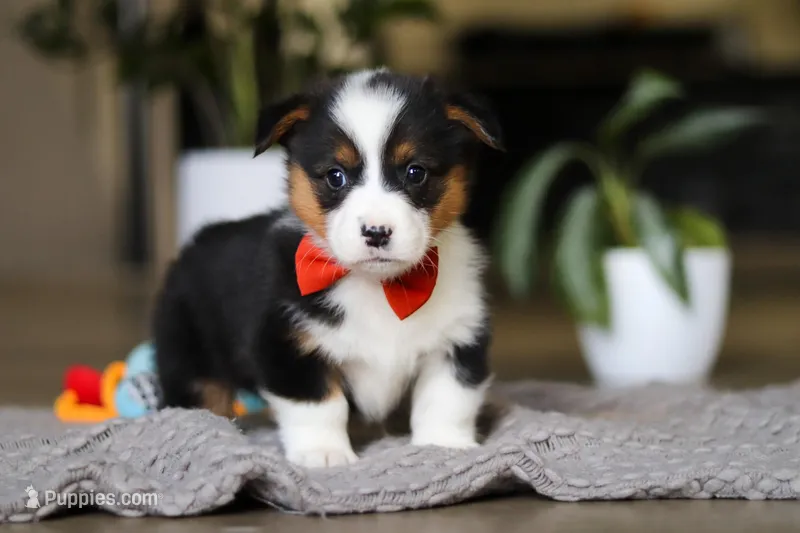 Mason – Pembroke Welsh Corgi puppy for sale in Winesburg, OH