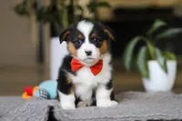 Mason, a male Pembroke Welsh Corgi for sale in Winesburg, OH – Photo 2 of 5