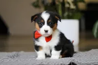 Mason, a male Pembroke Welsh Corgi for sale in Winesburg, OH – Photo 3 of 5