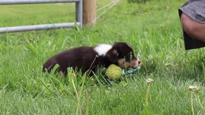 Murphy, a male Pembroke Welsh Corgi for sale in Winesburg, OH – 10 of 10