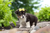 Nala, a female Pembroke Welsh Corgi for sale in Winesburg, OH – 3 of 7