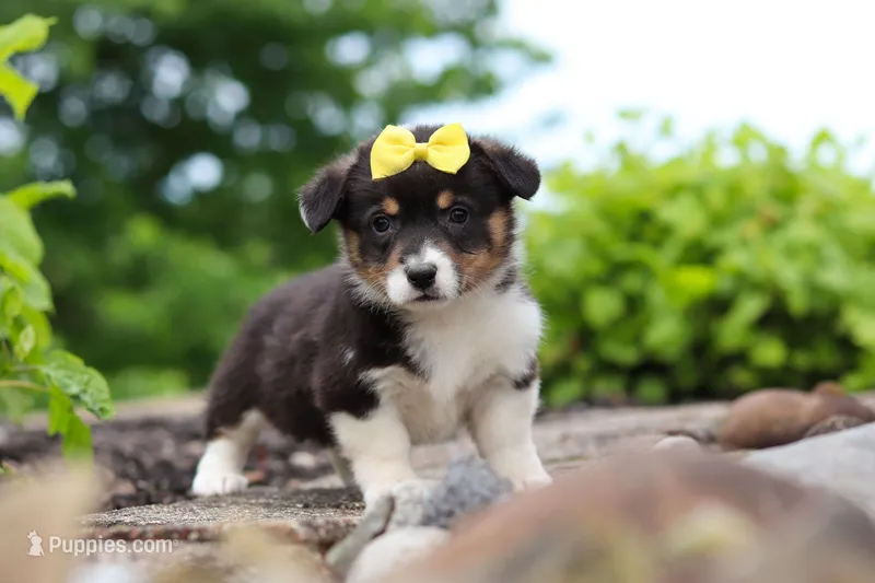 Nala – Pembroke Welsh Corgi puppy for sale in Winesburg, OH