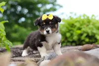 Nala, a female Pembroke Welsh Corgi for sale in Winesburg, OH – 1 of 7