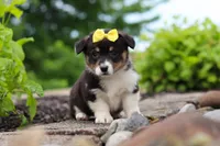 Nala, a female Pembroke Welsh Corgi for sale in Winesburg, OH – 2 of 7
