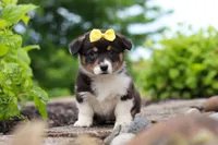 Nala, a female Pembroke Welsh Corgi for sale in Winesburg, OH – 4 of 7