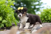 Nala, a female Pembroke Welsh Corgi for sale in Winesburg, OH – 5 of 7