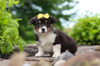 Nala, a female Pembroke Welsh Corgi for sale in Winesburg, OH – 6 of 7