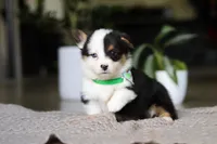 Benji, a male Pembroke Welsh Corgi for sale in Winesburg, OH – Photo 4 of 6