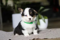 Benji, a male Pembroke Welsh Corgi for sale in Winesburg, OH – Photo 3 of 6