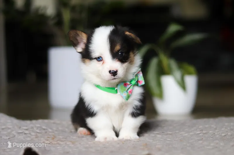 Benji – Pembroke Welsh Corgi puppy for sale in Winesburg, OH