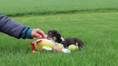 Nala, a female Pembroke Welsh Corgi for sale in Winesburg, OH – 7 of 7