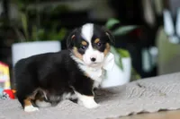 Asher, a male Pembroke Welsh Corgi for sale in Winesburg, OH – Photo 6 of 7