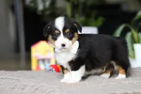 Asher, a male Pembroke Welsh Corgi for sale in Winesburg, OH – Photo 5 of 7