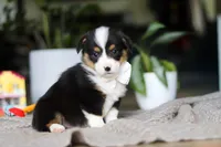 Asher, a male Pembroke Welsh Corgi for sale in Winesburg, OH – Photo 3 of 7