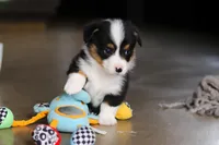 Asher, a male Pembroke Welsh Corgi for sale in Winesburg, OH – Photo 7 of 7