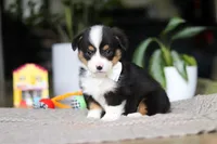 Asher, a male Pembroke Welsh Corgi for sale in Winesburg, OH – Photo 4 of 7