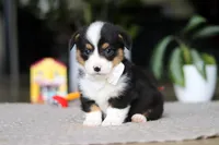 Asher, a male Pembroke Welsh Corgi for sale in Winesburg, OH – Photo 1 of 7