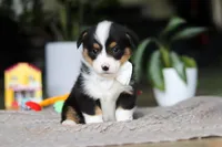 Asher, a male Pembroke Welsh Corgi for sale in Winesburg, OH – Photo 2 of 7