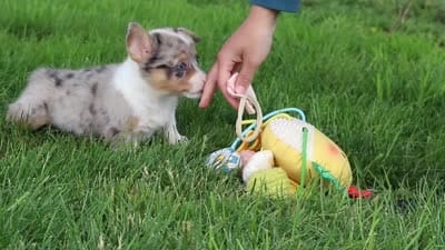 Jane, a female Pembroke Welsh Corgi for sale in Winesburg, OH – 10 of 10
