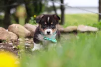 Murphy, a male Pembroke Welsh Corgi for sale in Winesburg, OH – 4 of 10