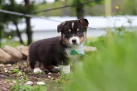 Murphy, a male Pembroke Welsh Corgi for sale in Winesburg, OH – 6 of 10