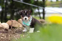 Murphy, a male Pembroke Welsh Corgi for sale in Winesburg, OH – 5 of 10