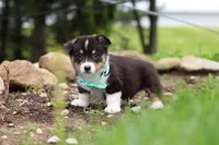 Murphy, a male Pembroke Welsh Corgi for sale in Winesburg, OH – 9 of 10