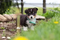 Murphy, a male Pembroke Welsh Corgi for sale in Winesburg, OH – 8 of 10