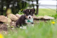 Murphy, a male Pembroke Welsh Corgi for sale in Winesburg, OH – 7 of 10