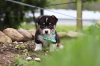 Murphy, a male Pembroke Welsh Corgi for sale in Winesburg, OH – 2 of 10
