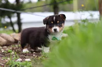 Murphy, a male Pembroke Welsh Corgi for sale in Winesburg, OH – 3 of 10