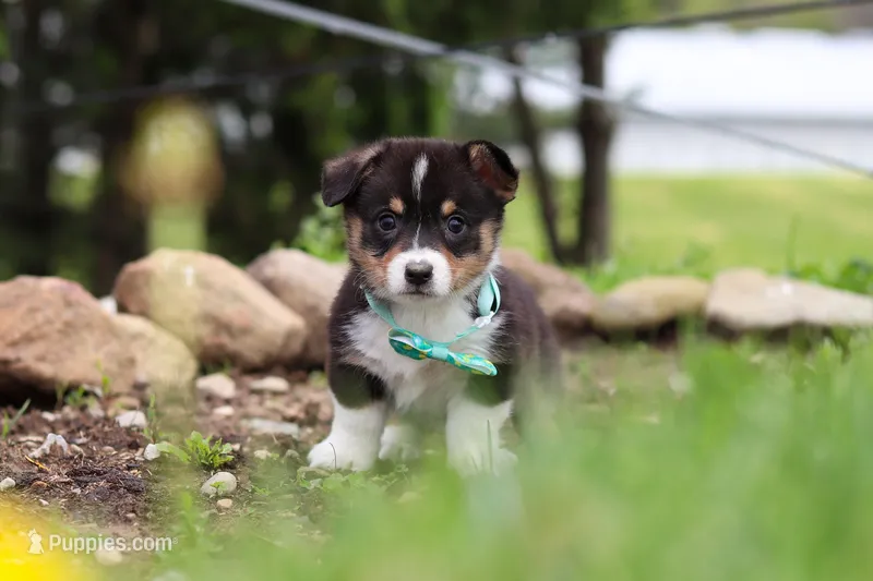 Murphy – Pembroke Welsh Corgi puppy for sale in Winesburg, OH
