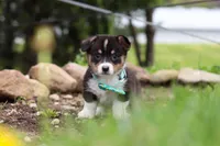 Murphy, a male Pembroke Welsh Corgi for sale in Winesburg, OH – 1 of 10