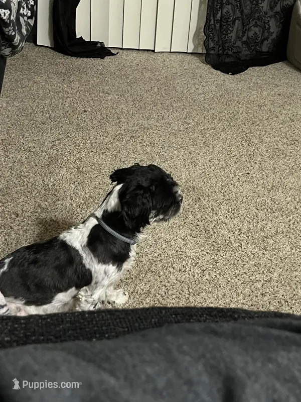 Corazon – Shih Tzu puppy for sale in Rancho Cordova, CA
