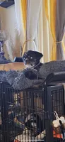 Corazon, a female Shih Tzu for sale in Rancho Cordova, CA – 2 of 4